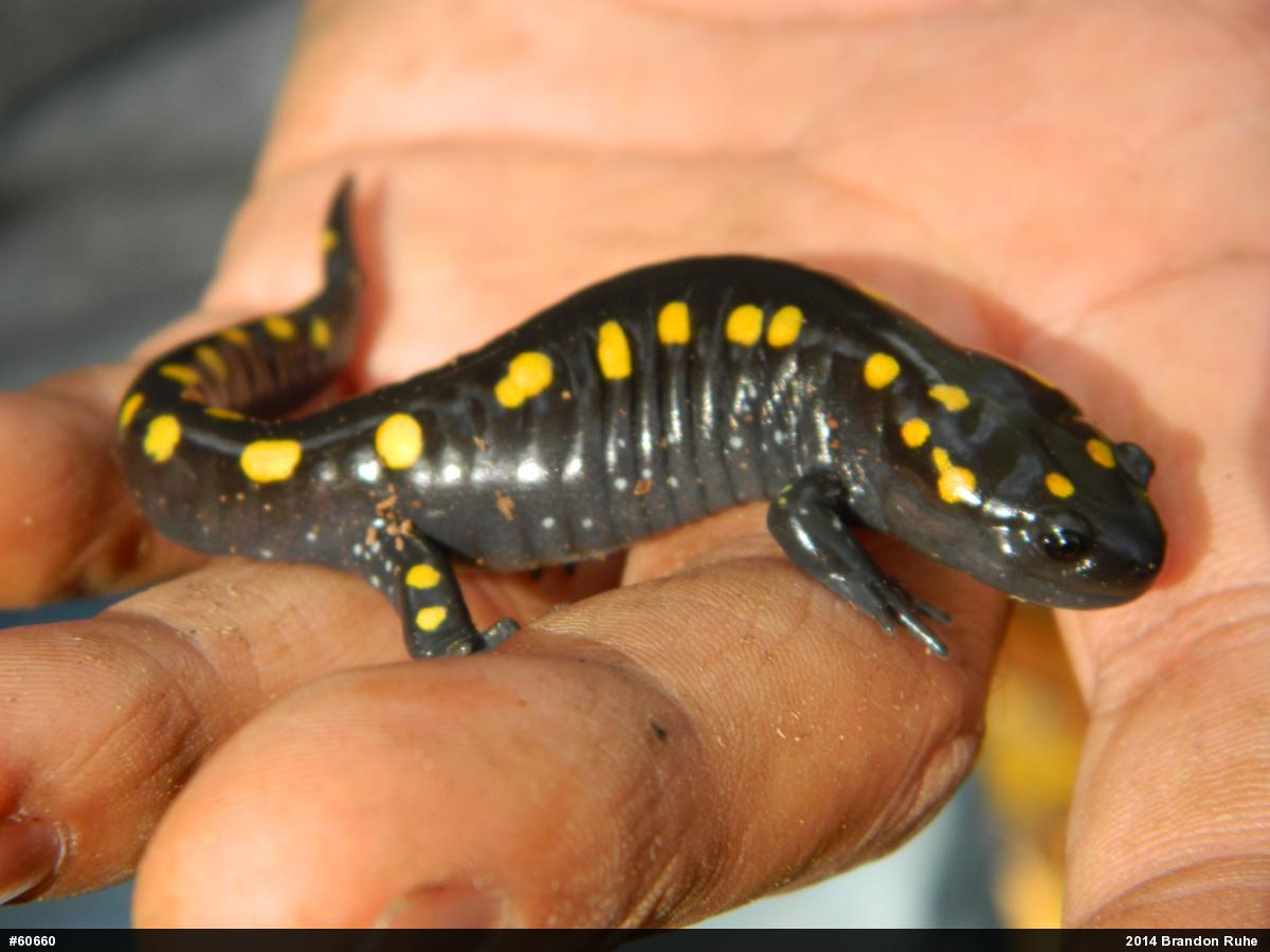 Spotted Salamander