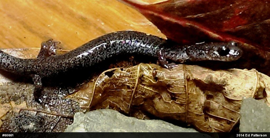 Valley And Ridge Salamander