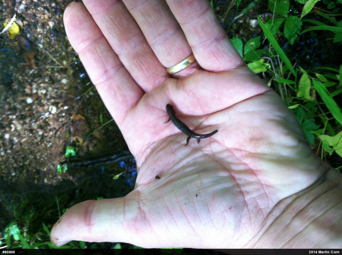 Eastern Red-backed  Salamander