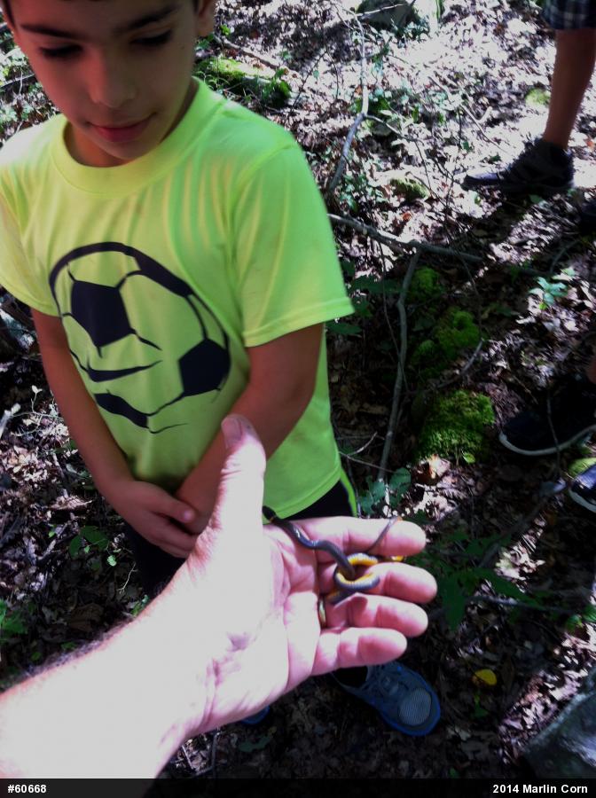 Northern Ring-necked Snake