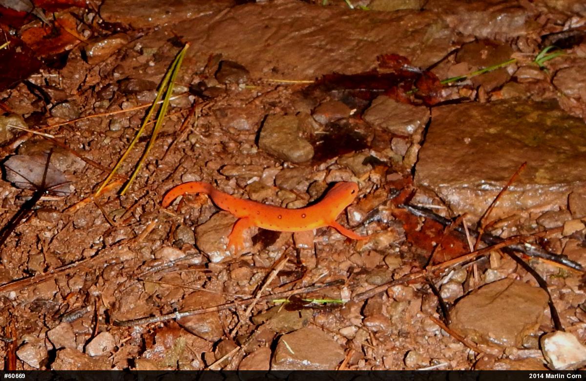Red-spotted Newt
