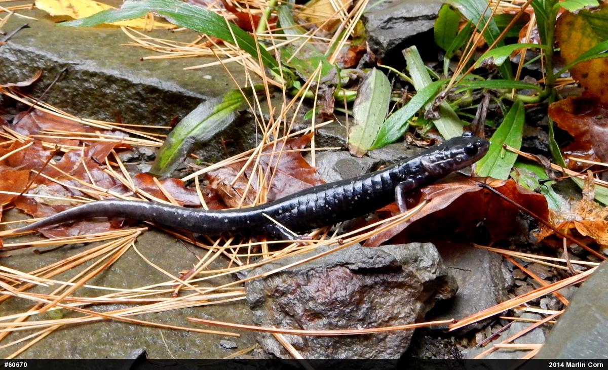 Northern Slimy Salamander
