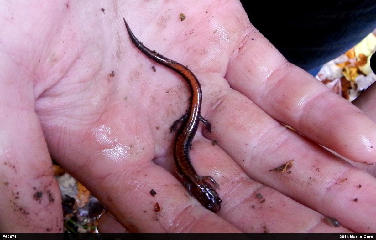 Eastern Red-backed  Salamander