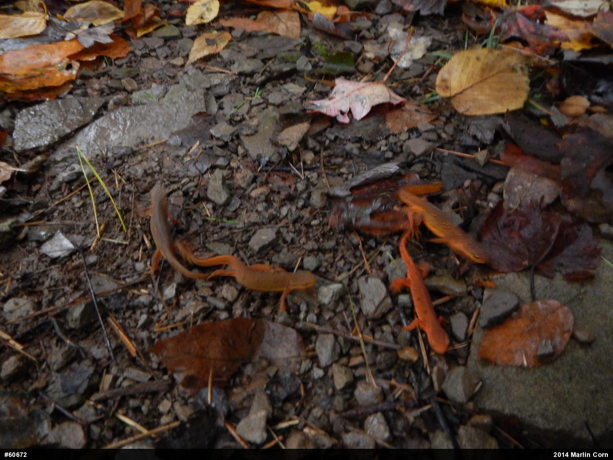 Red-spotted Newt