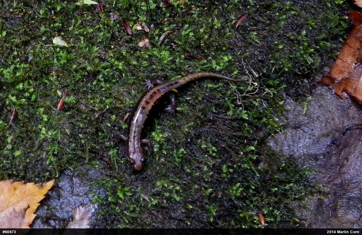 Allegheny Mountain Dusky Salamander