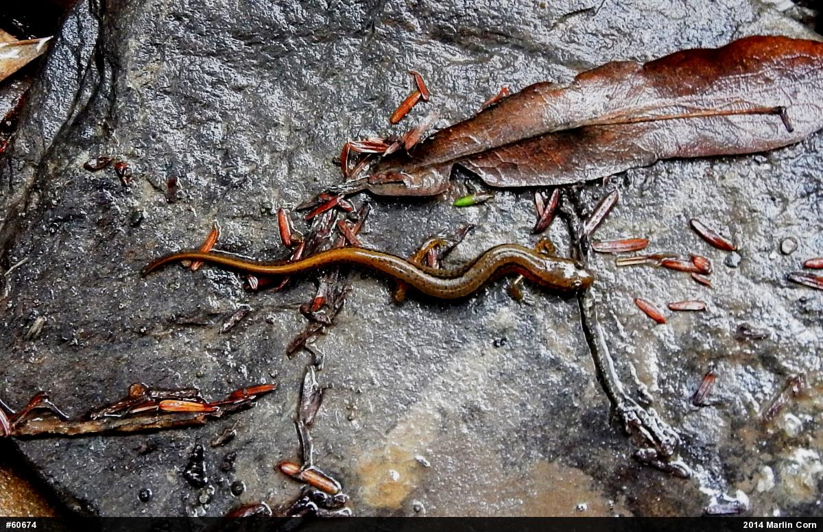 Northern Two-lined Salamander