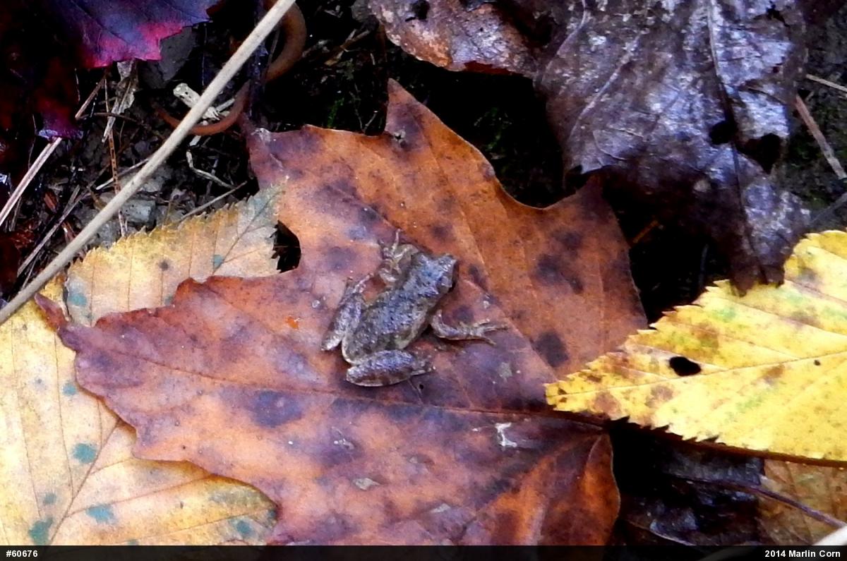 Spring Peeper