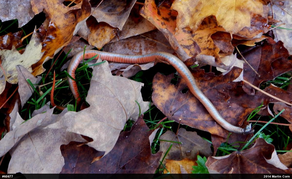 Red-bellied Snake