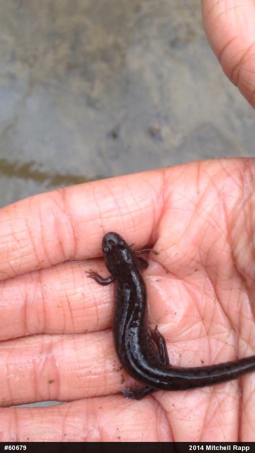 Northern Dusky Salamander