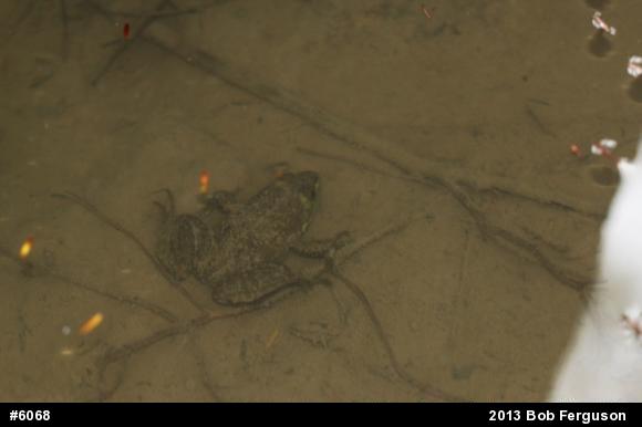 Green Frog