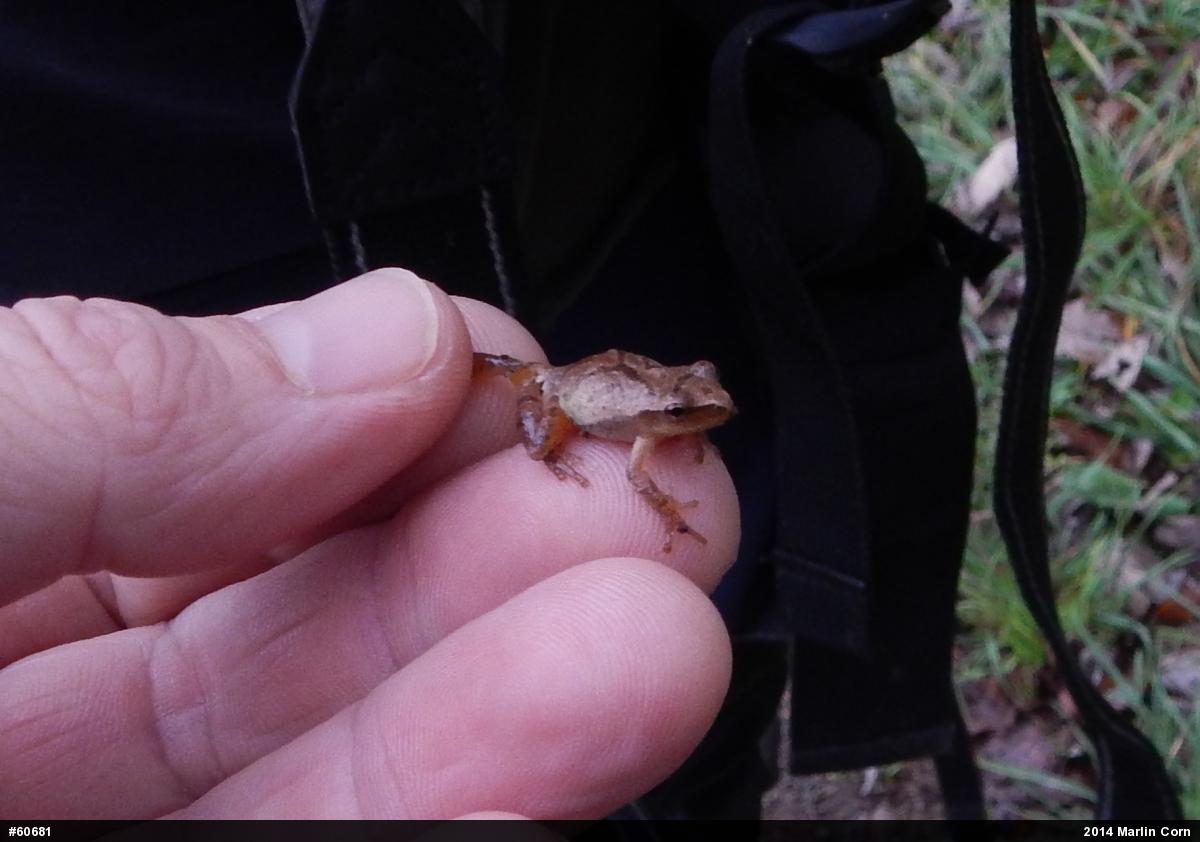 Spring Peeper