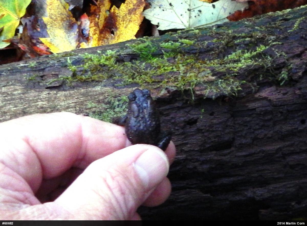 Eastern American Toad