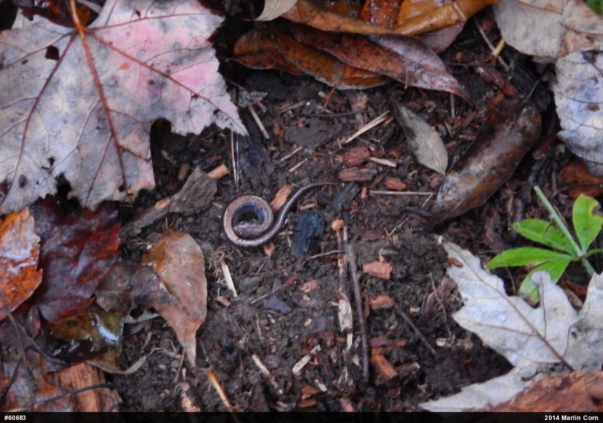 Eastern Red-backed  Salamander