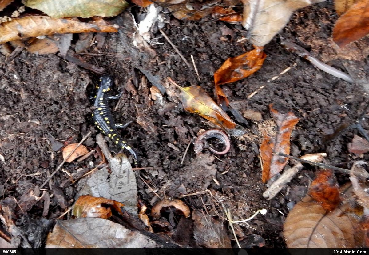 Eastern Red-backed  Salamander