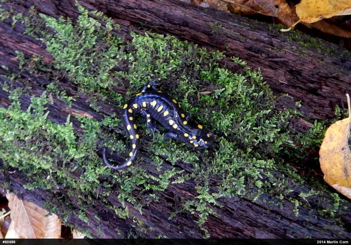 Spotted Salamander