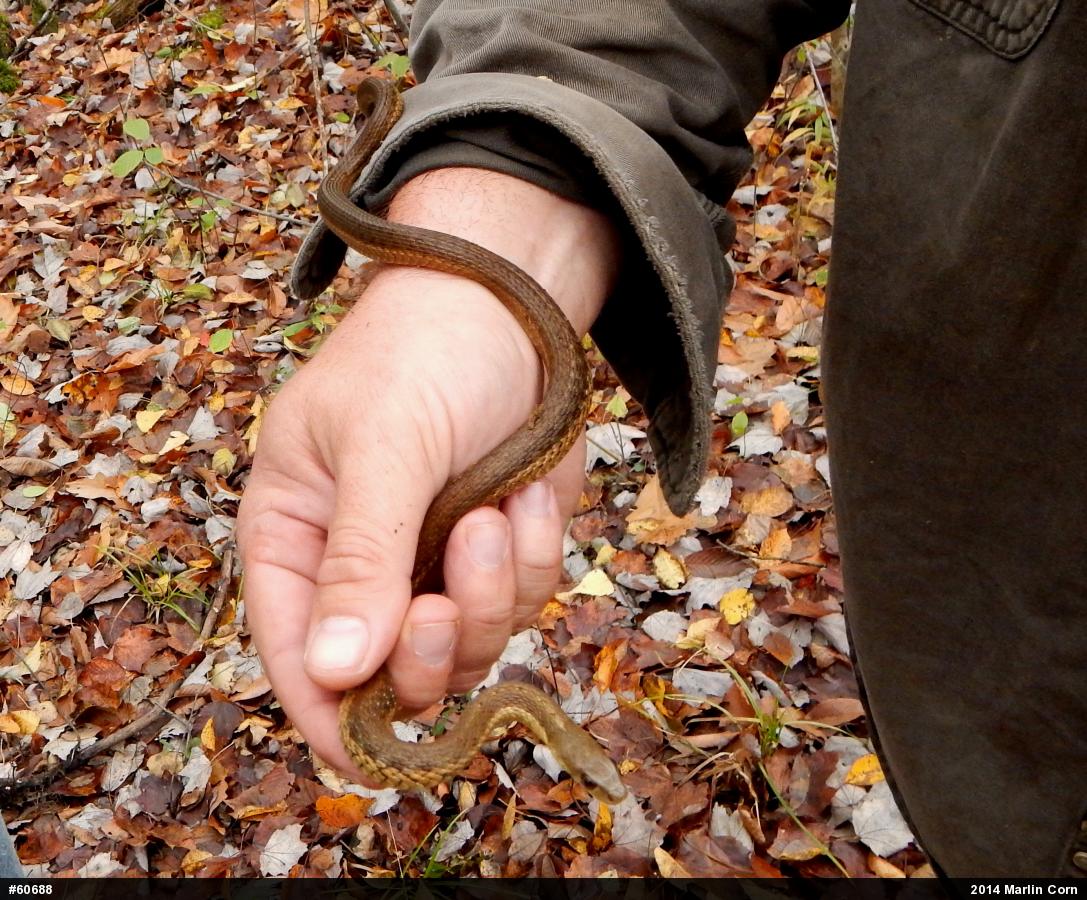Eastern Gartersnake