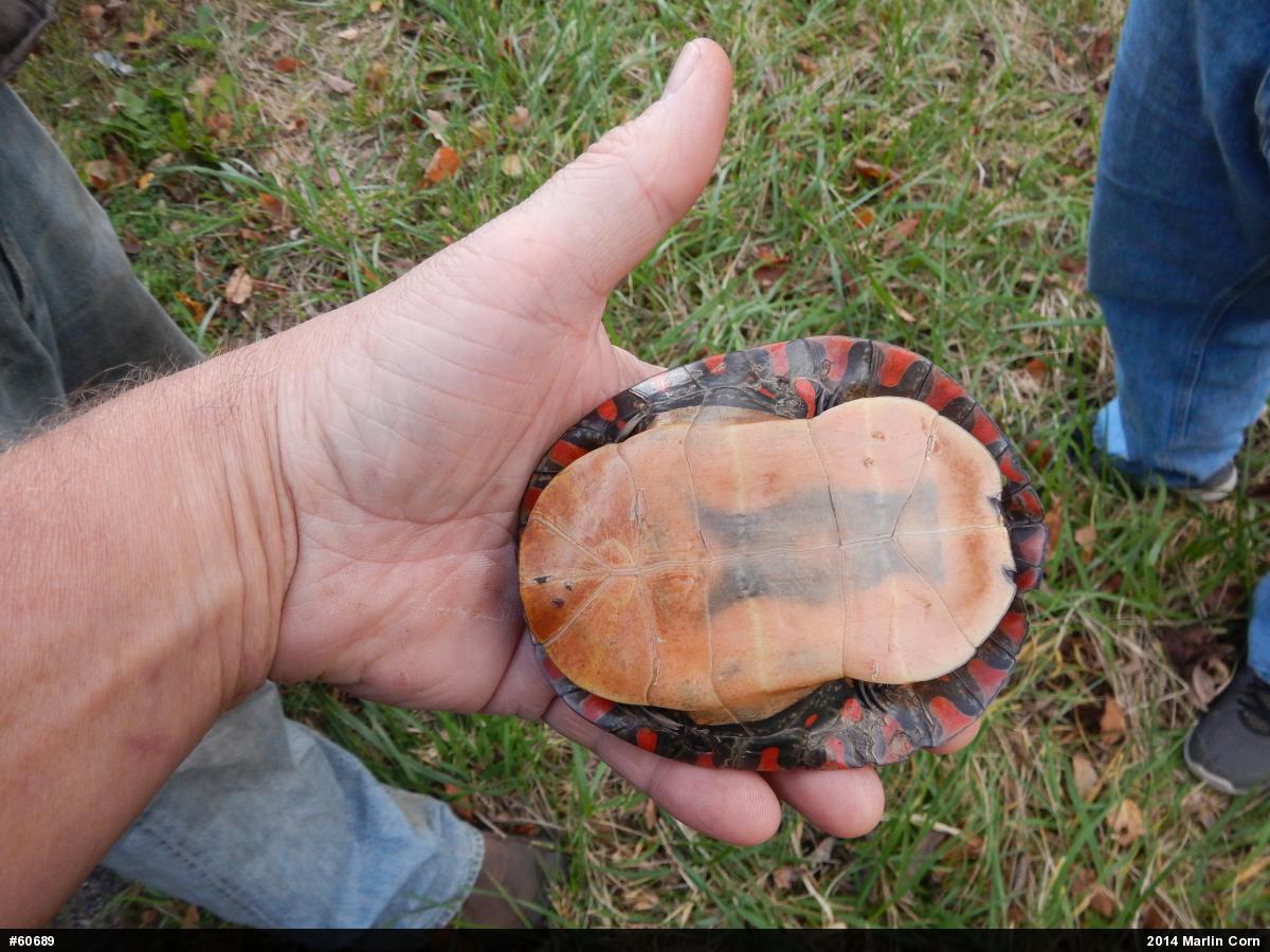 Midland Painted Turtle