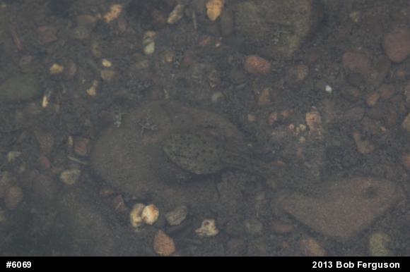 Green Frog