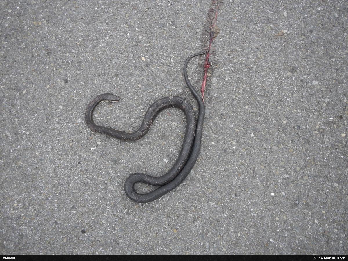 Eastern Ratsnake