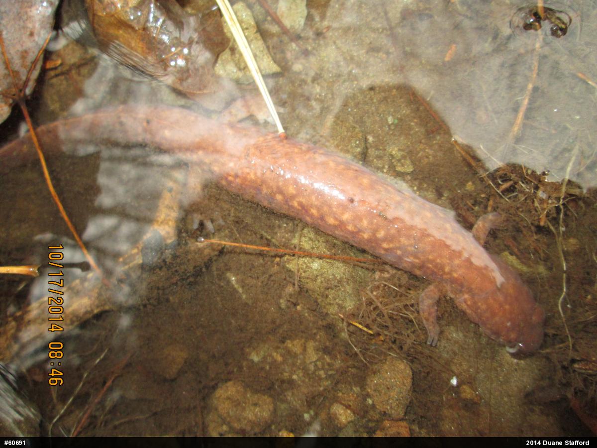 Northern Spring Salamander