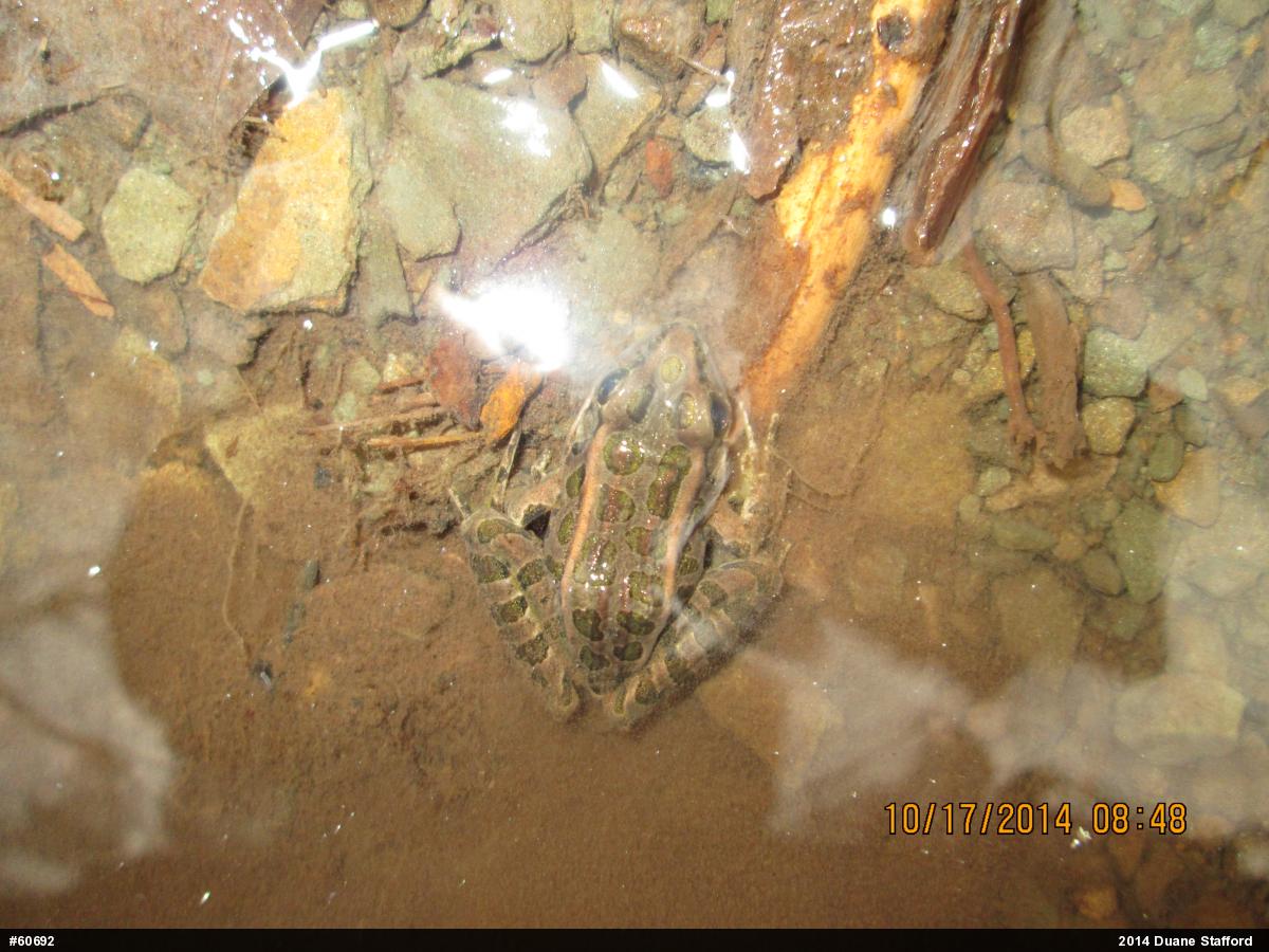 Pickerel Frog