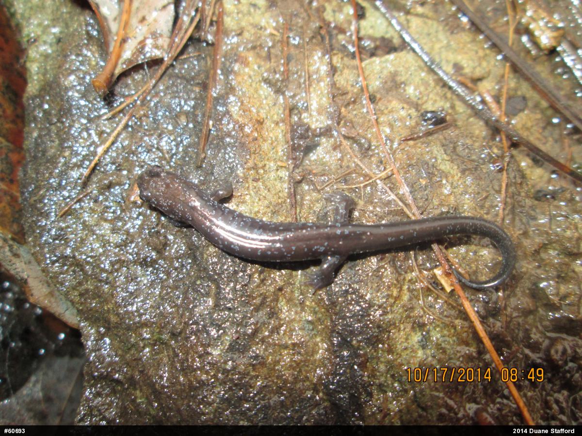 Allegheny Mountain Dusky Salamander