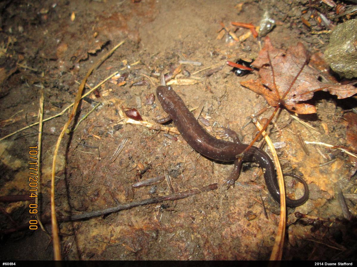 Allegheny Mountain Dusky Salamander