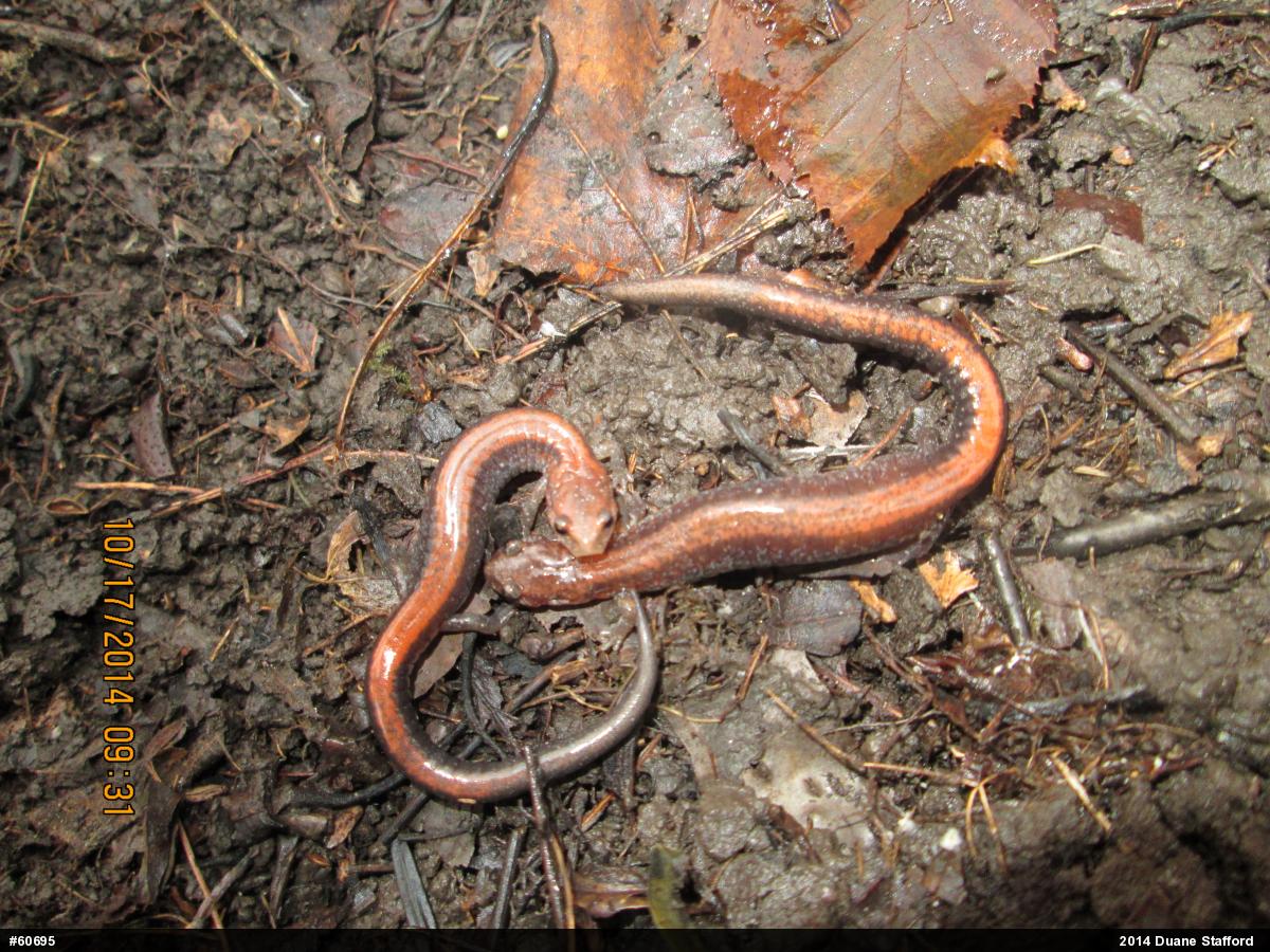 Eastern Red-backed  Salamander