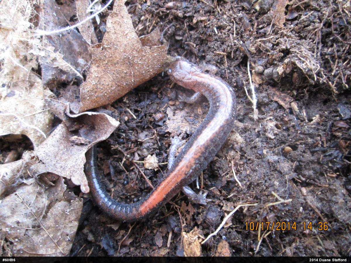 Eastern Red-backed  Salamander