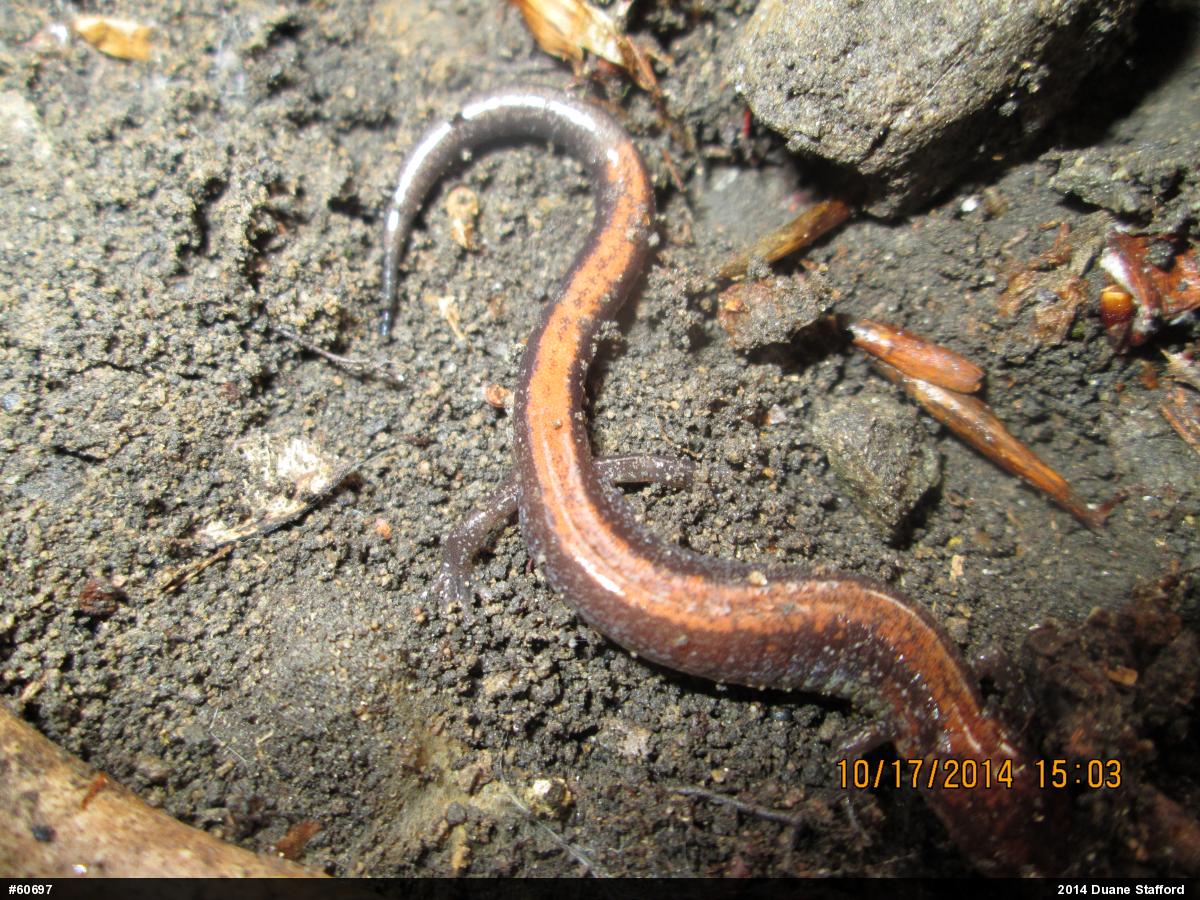 Eastern Red-backed  Salamander