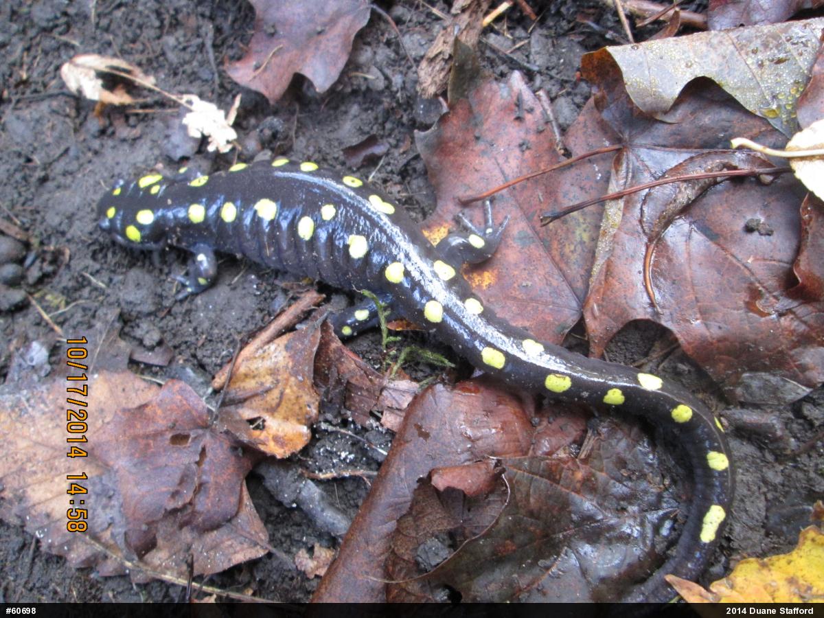 Spotted Salamander