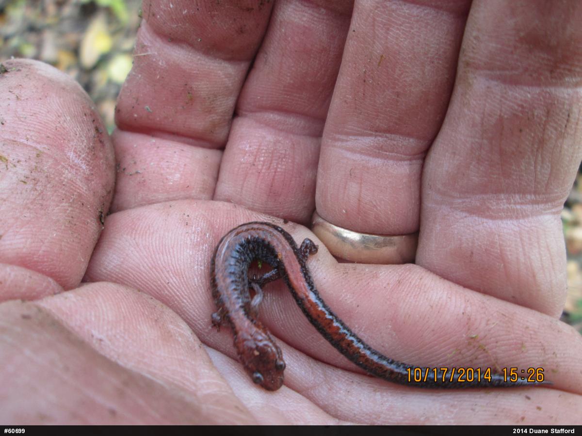 Eastern Red-backed  Salamander