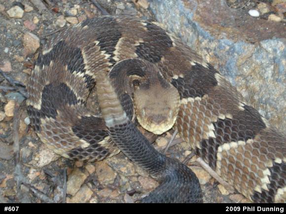 Timber Rattlesnake