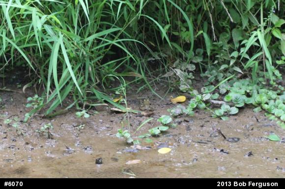Green Frog