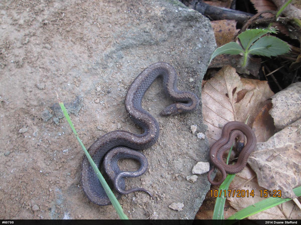 Red-bellied Snake