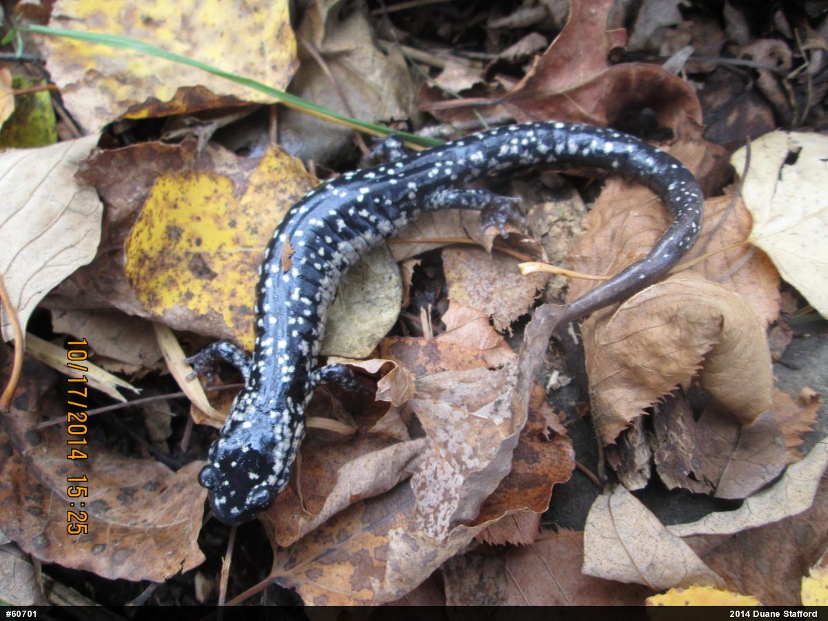 Northern Slimy Salamander