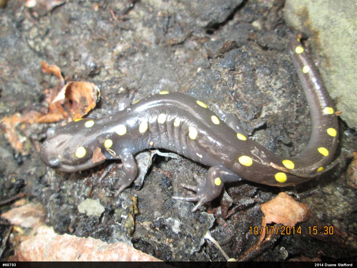 Spotted Salamander
