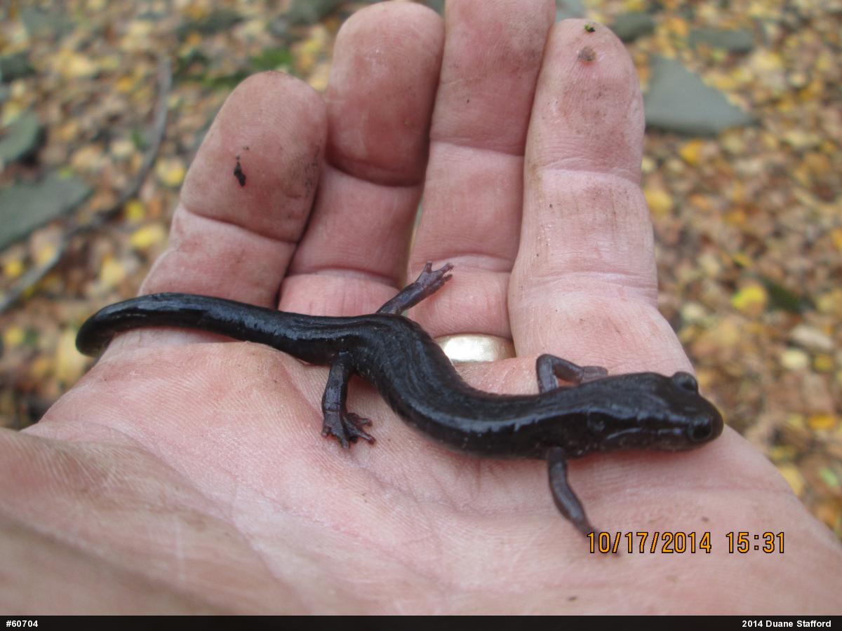Wehrle's Salamander