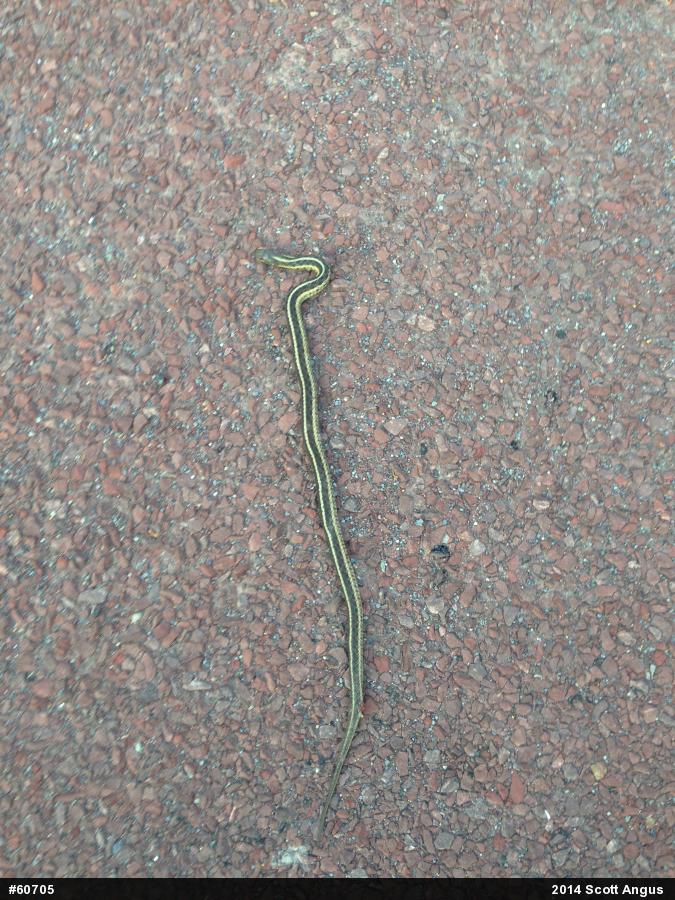 Eastern Gartersnake