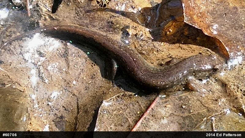 Northern Dusky Salamander