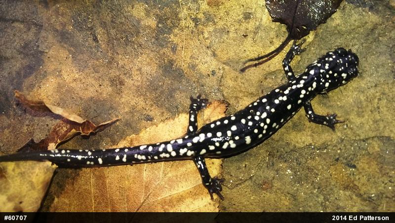 Northern Slimy Salamander