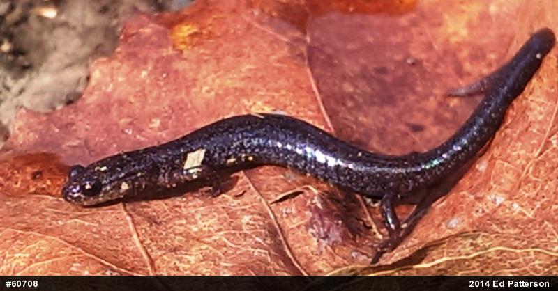 Valley And Ridge Salamander