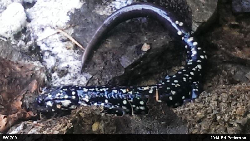 Northern Slimy Salamander
