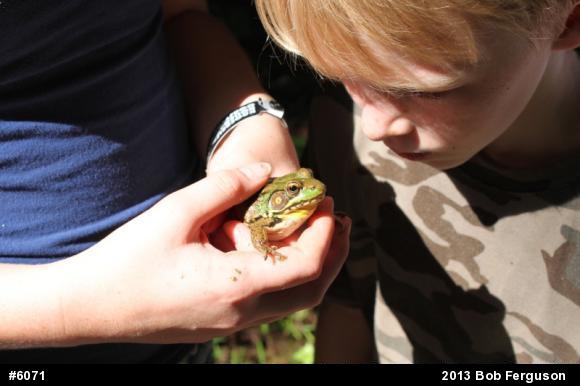 Green Frog