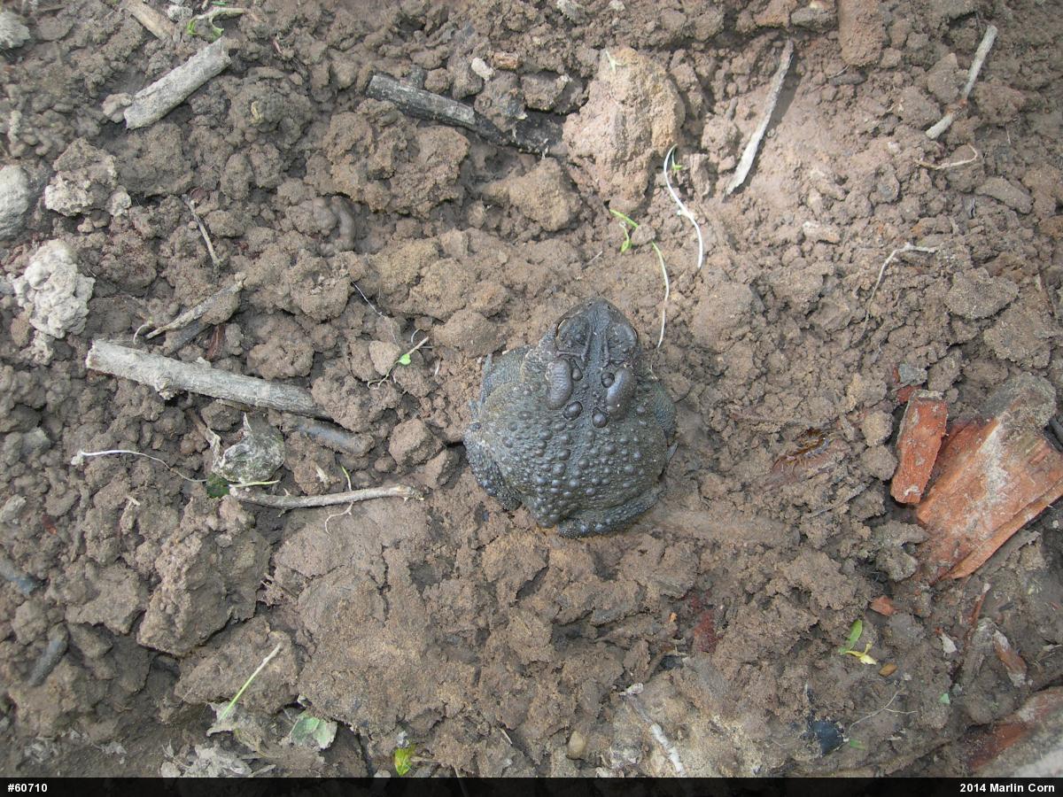 Eastern American Toad
