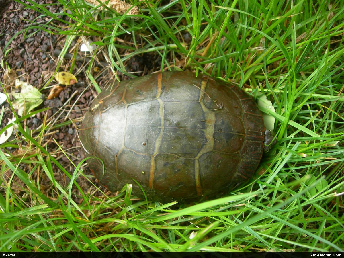 Painted Turtle