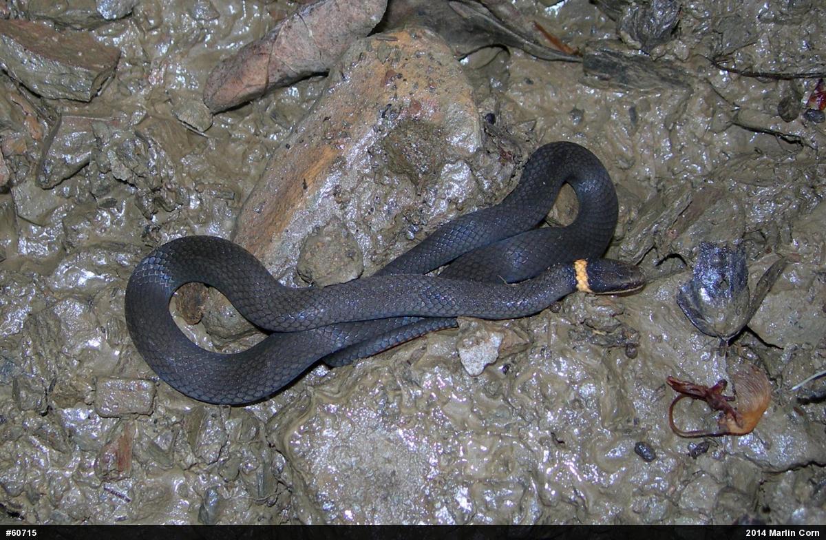 Northern Ring-necked Snake