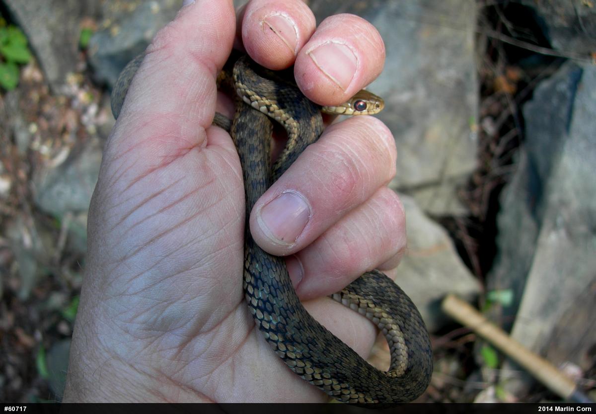 Eastern Gartersnake