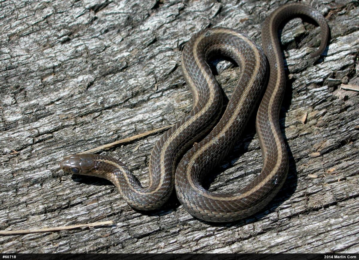 Shorthead Gartersnake