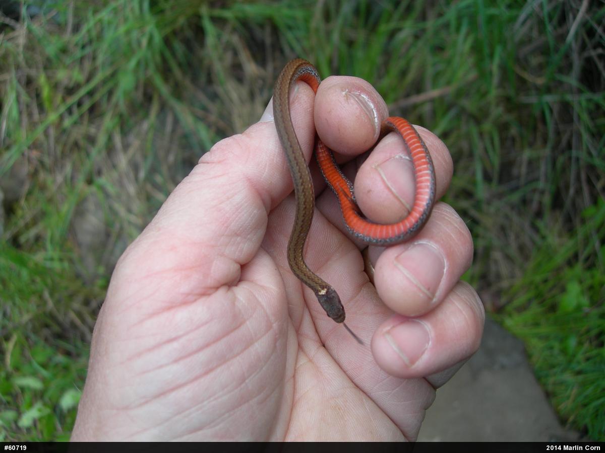 Red-bellied Snake